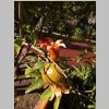 2015_10_10_0607_Marrakesch-Jardin_Majorelle_P1000892_72dpi.jpg